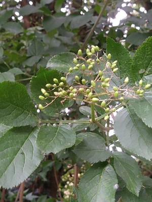 photo of Elder