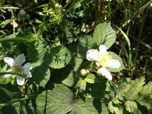 photo of Dewberry