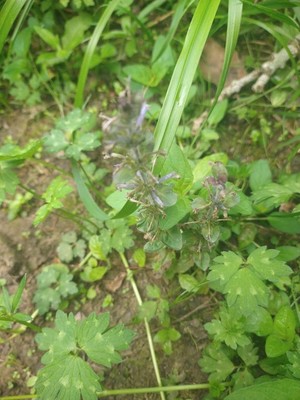 photo of Bugle