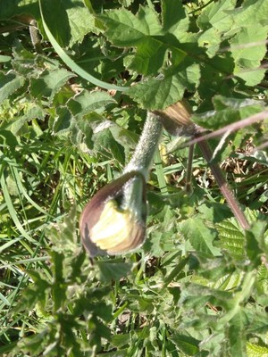 photo of Hogweed