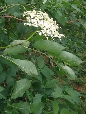 photo of Elder