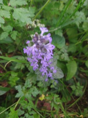 photo of Bugle