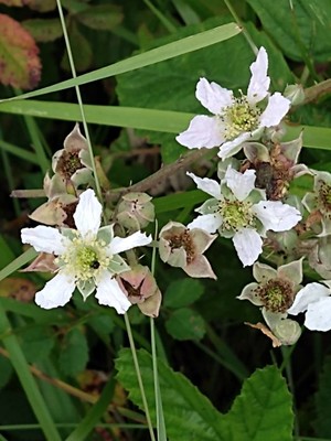 photo of Dewberry