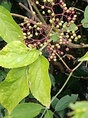 photo of Elder