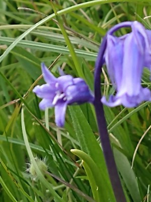 photo of Bluebell
