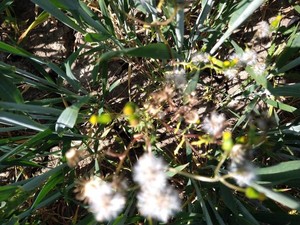 photo of Groundsel