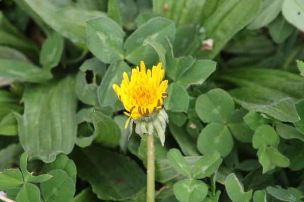 photo of Dandelion