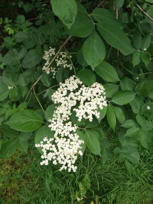 photo of Elder