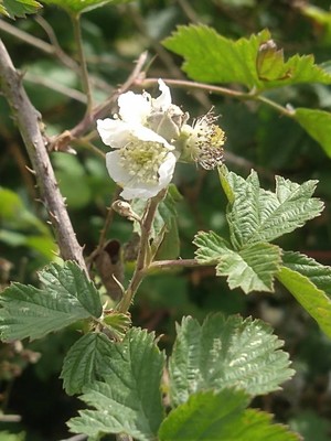 photo of Dewberry