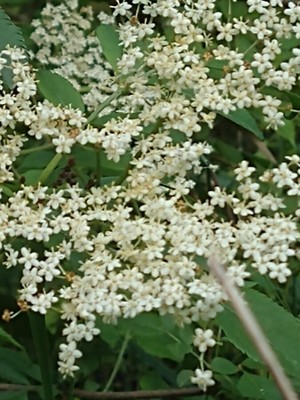 photo of Elder