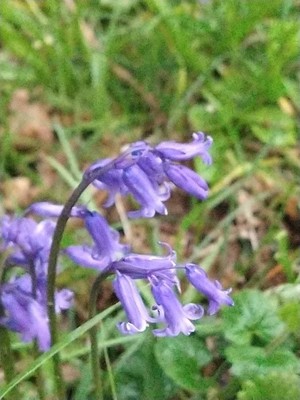 photo of Bluebell