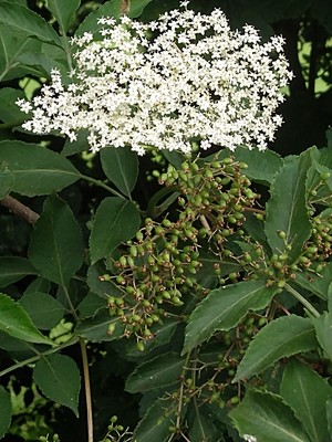 photo of Elder