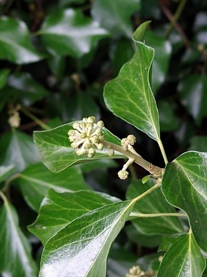 photo of Ivy