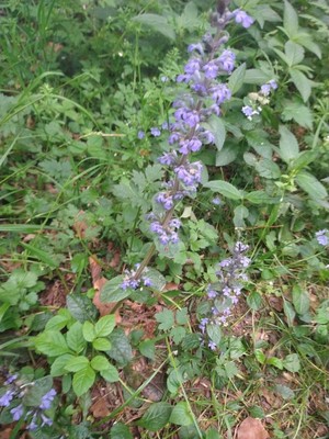 photo of Bugle
