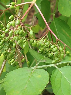 photo of Elder