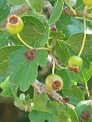 photo of Hawthorn