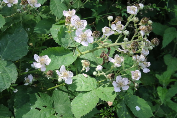 photo of Bramble