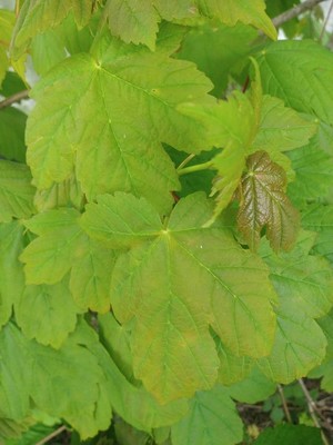 photo of Sycamore