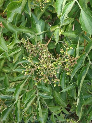 photo of Elder