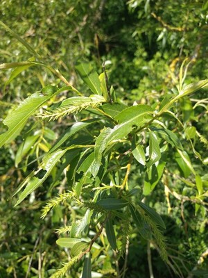 photo of Bay Willow