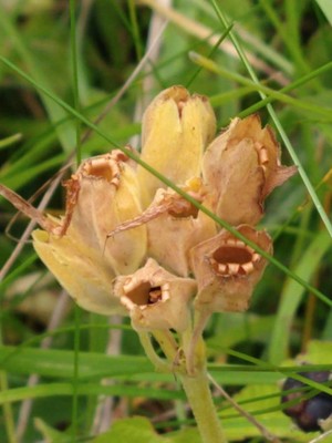 photo of Cowslip