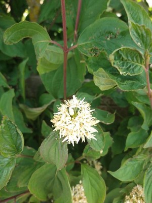 photo of Dogwood