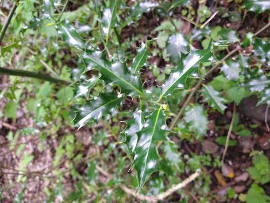 photo of Holly