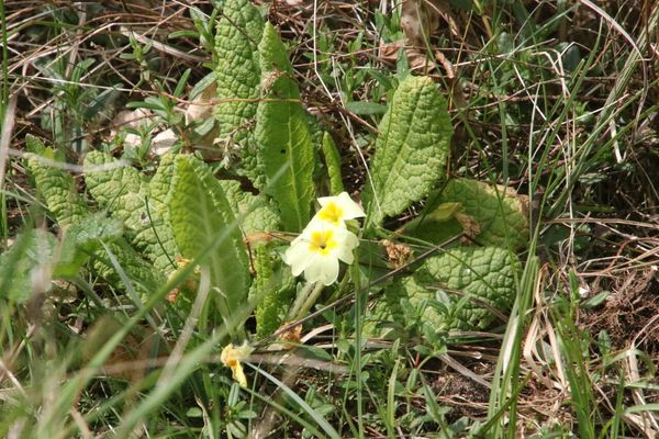 photo of Primrose