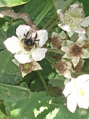 photo of Dewberry