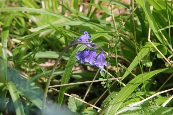 photo of Bluebell