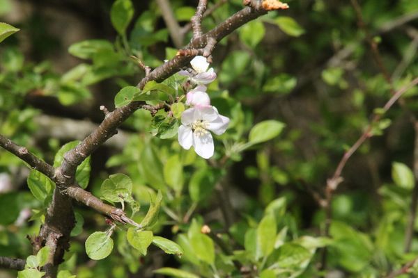 photo of Crab Apple