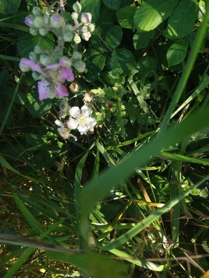 photo of Dewberry