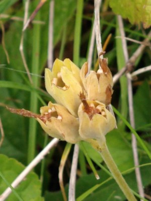 photo of Cowslip