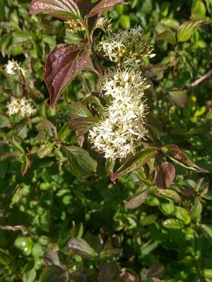 photo of Dogwood