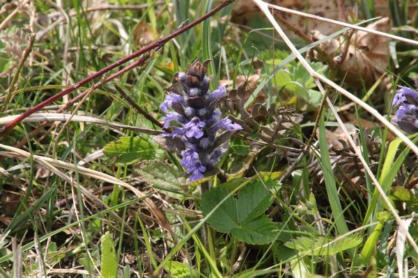 photo of Bugle