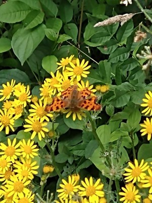 photo of Ragwort