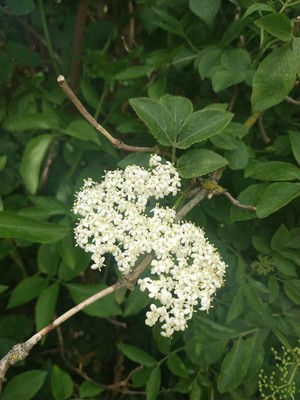 photo of Elder