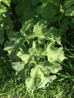 photo of Hogweed