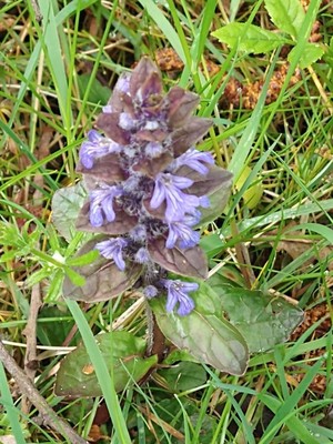 photo of Bugle