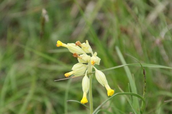 photo of Cowslip