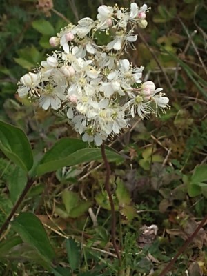 photo of Dropwort
