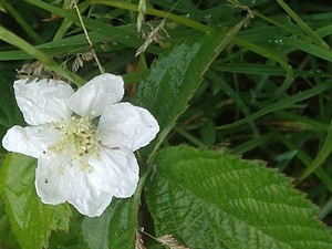 photo of Dewberry