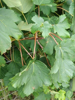photo of Sycamore