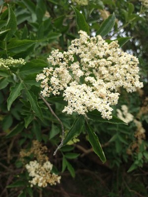 photo of Elder