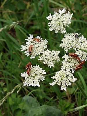 photo of Hogweed