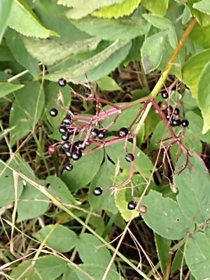 photo of Elder