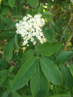 photo of Elder