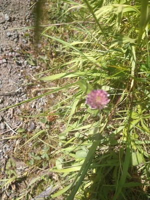 photo of Red Clover
