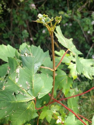 photo of Sycamore