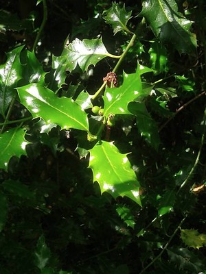 photo of Holly
